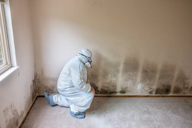 Best Residential Mold Removal  in Taos Pueblo, NM